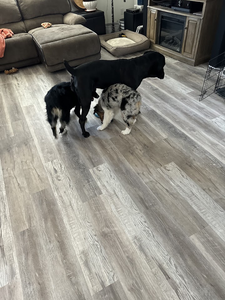 Leon Carpet LLC project